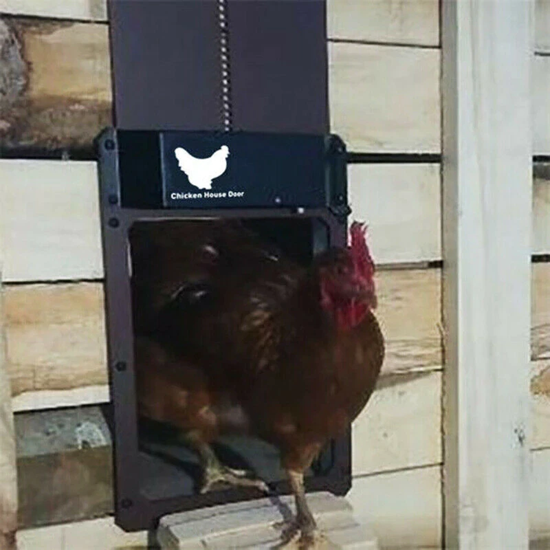 Puerta automática para gallineros: protege a tus gallinas