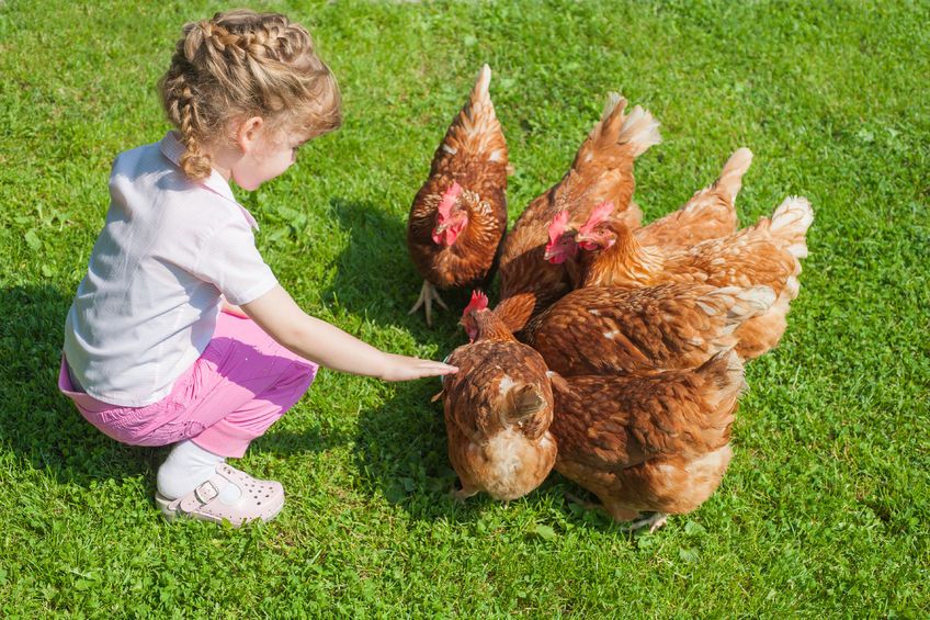Las gallinas y los niños: Beneficios para la salud, Aplicaciones y juegos, cuentos