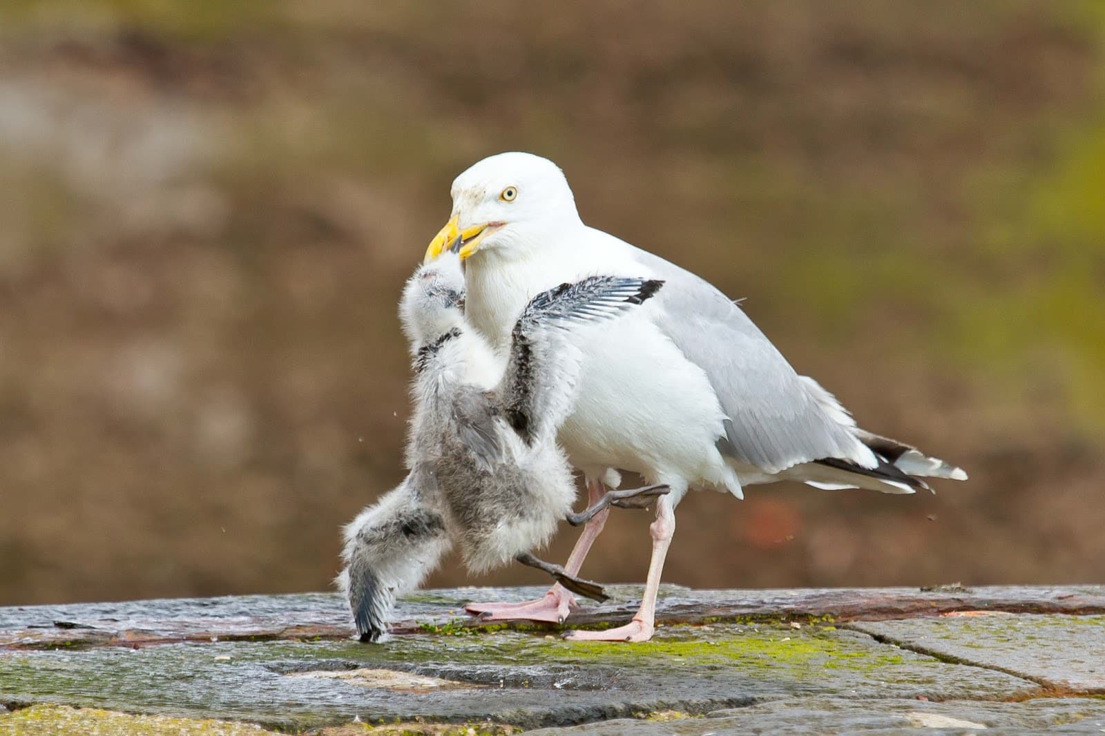 Gaviota ataca pollito
