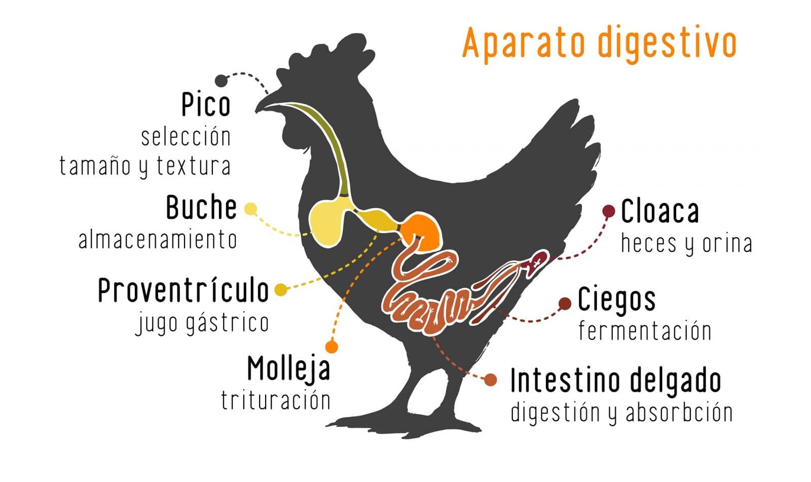 Aparato digestivo - Pienso para gallinas