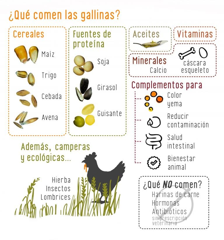 Que comen las gallinas - Pienso para gallinas