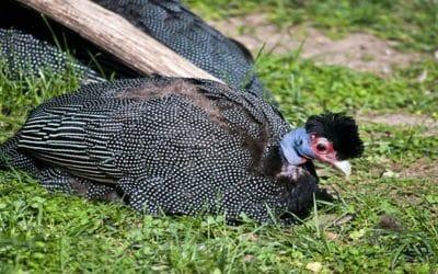 La gallina de guinea